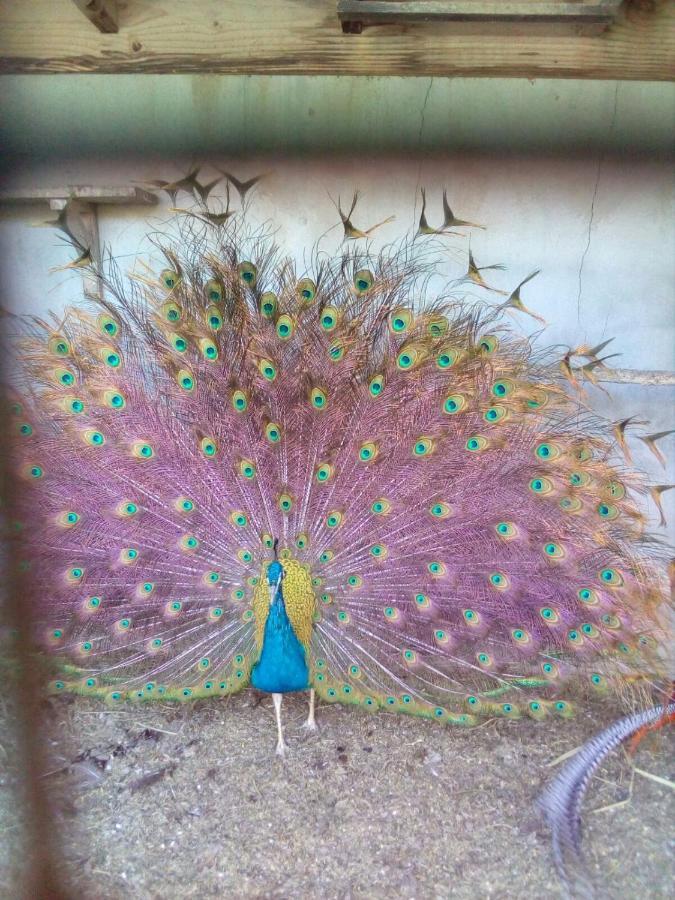 Casita Entre Vinedos, Experiencia Rural, Ideal Ninos. Tegueste ภายนอก รูปภาพ
