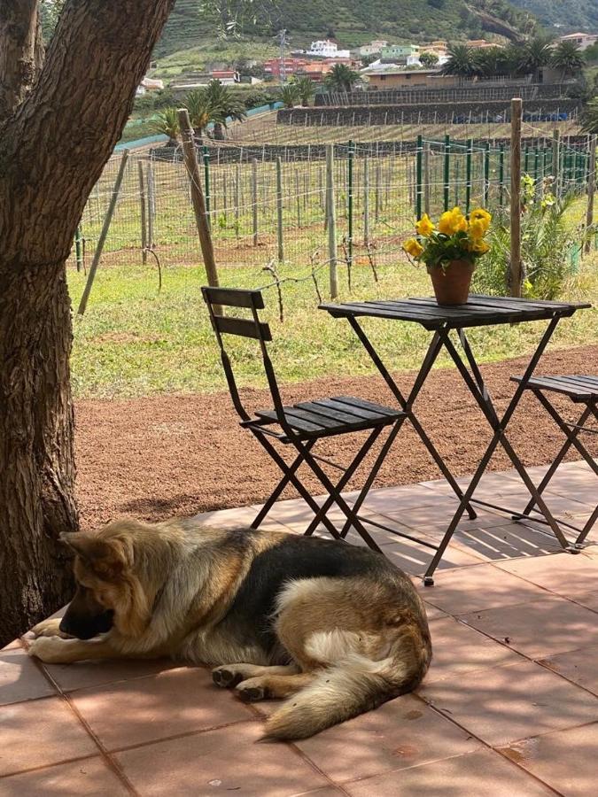 Casita Entre Vinedos, Experiencia Rural, Ideal Ninos. Tegueste ภายนอก รูปภาพ