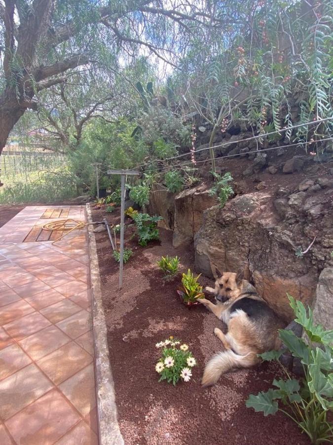 Casita Entre Vinedos, Experiencia Rural, Ideal Ninos. Tegueste ภายนอก รูปภาพ