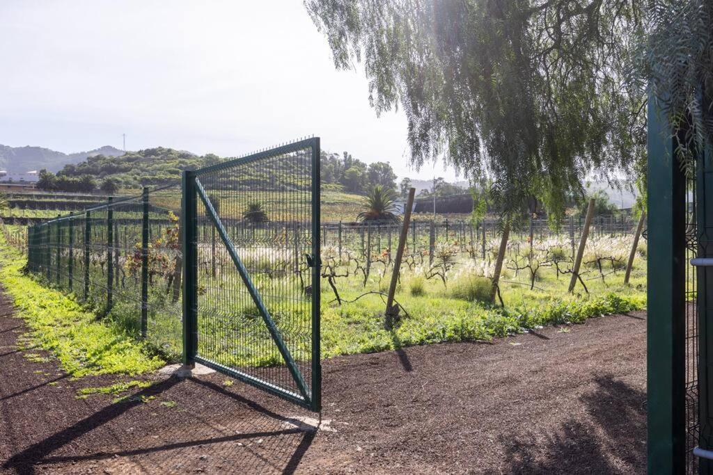 Casita Entre Vinedos, Experiencia Rural, Ideal Ninos. Tegueste ภายนอก รูปภาพ