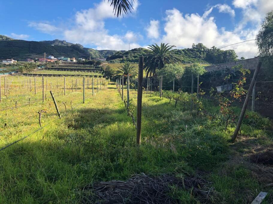 Casita Entre Vinedos, Experiencia Rural, Ideal Ninos. Tegueste ภายนอก รูปภาพ
